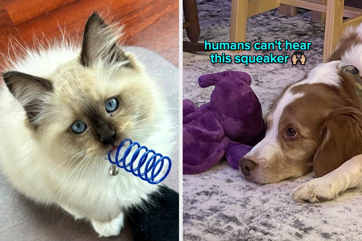 Cat with a spring toy in its mouth; dog lying next to a plush toy. Text reads: "humans can't hear this squeaker."