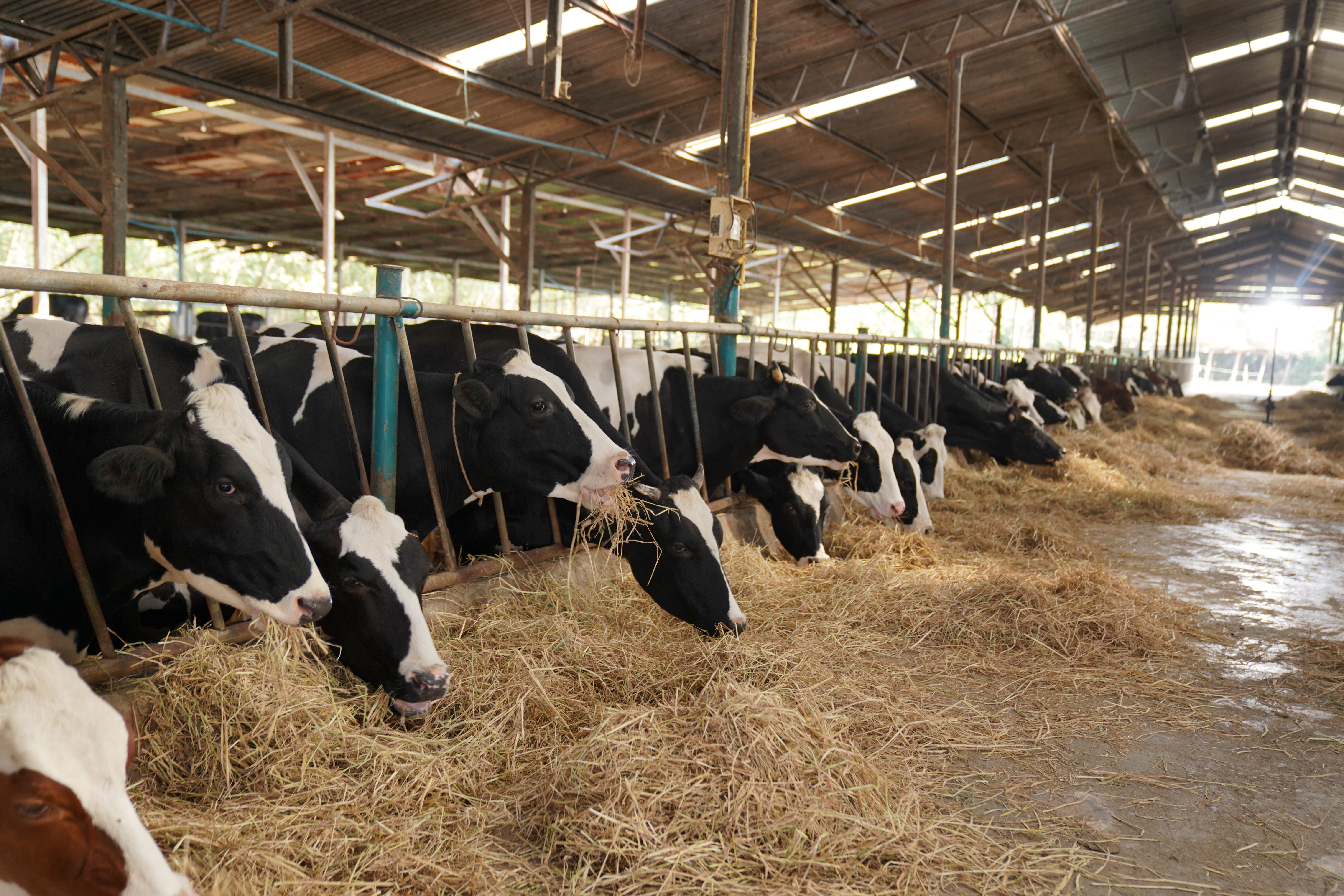Cows eating hay in a barn, lined up along feeding troughs, under a high roof with natural light streaming in