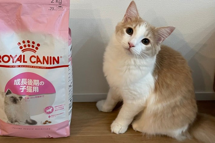2kgのペットフードと並ぶ博士ちゃん/猫大学さんのXアカウント(@pari2mofu2)より