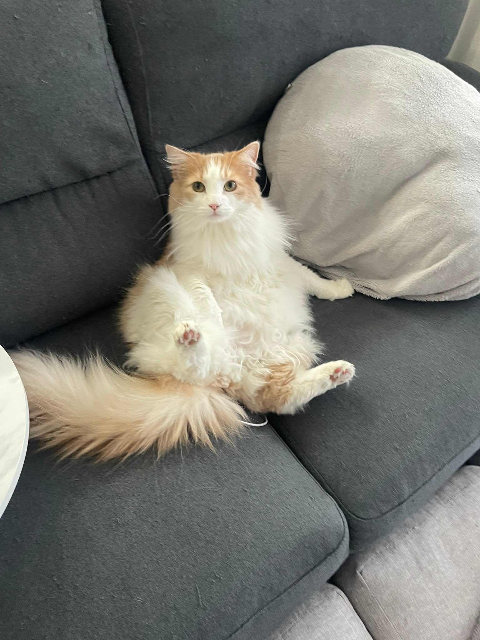 すっかり成長したモフモフな博士ちゃん/猫大学さんのXアカウント(@pari2mofu2)より