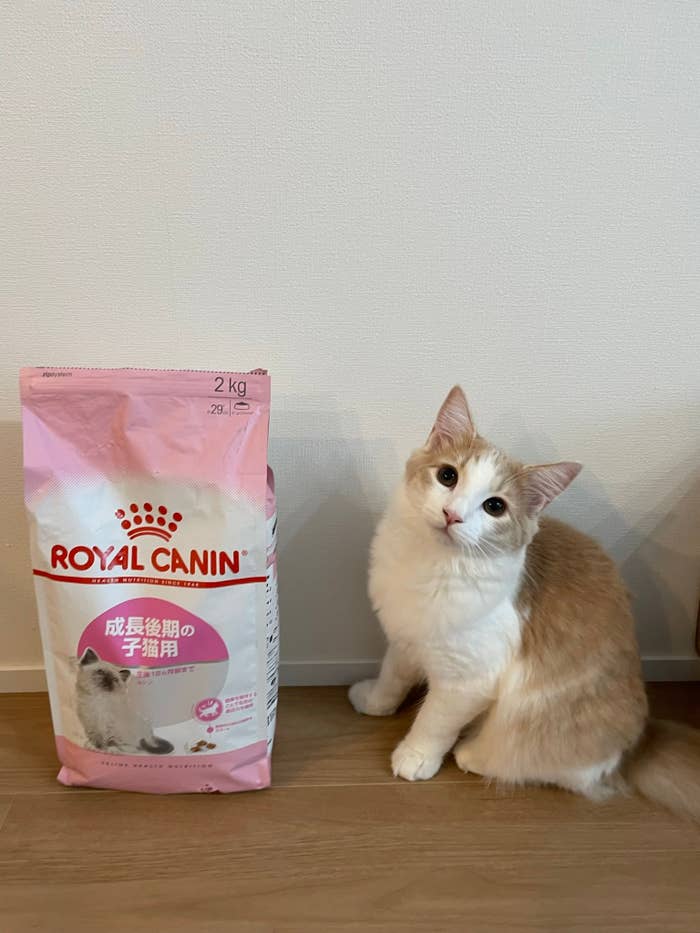 2kgのペットフードと並ぶ博士ちゃん/猫大学さんのXアカウント(@pari2mofu2)より