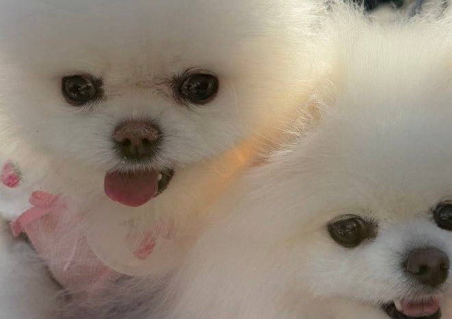 バギーに乗るルルちゃんとララちゃん / ルル*ララ 真っ白ポメラニアンの女の子（@lulu_lu_0607）さんのXより