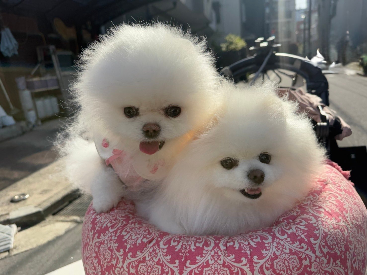 バギーに乗るルルちゃんとララちゃん / ルル*ララ 真っ白ポメラニアンの女の子(@lulu_lu_0607)さんのXより