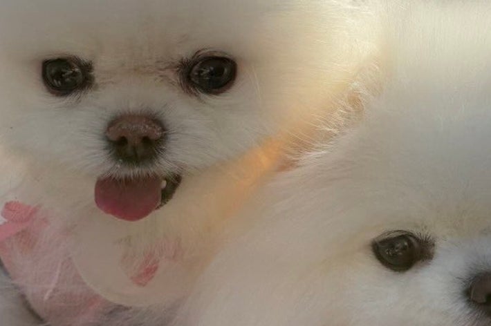 バギーに乗るルルちゃんとララちゃん / ルル*ララ 真っ白ポメラニアンの女の子（@lulu_lu_0607）さんのXより