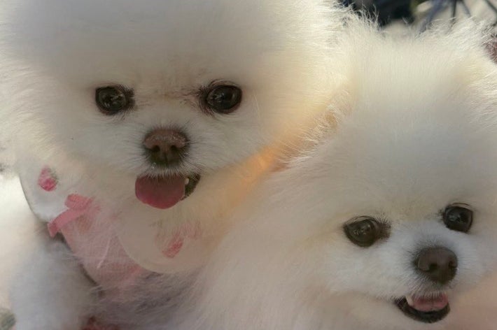 バギーに乗るルルちゃんとララちゃん / ルル*ララ 真っ白ポメラニアンの女の子（@lulu_lu_0607）さんのXより