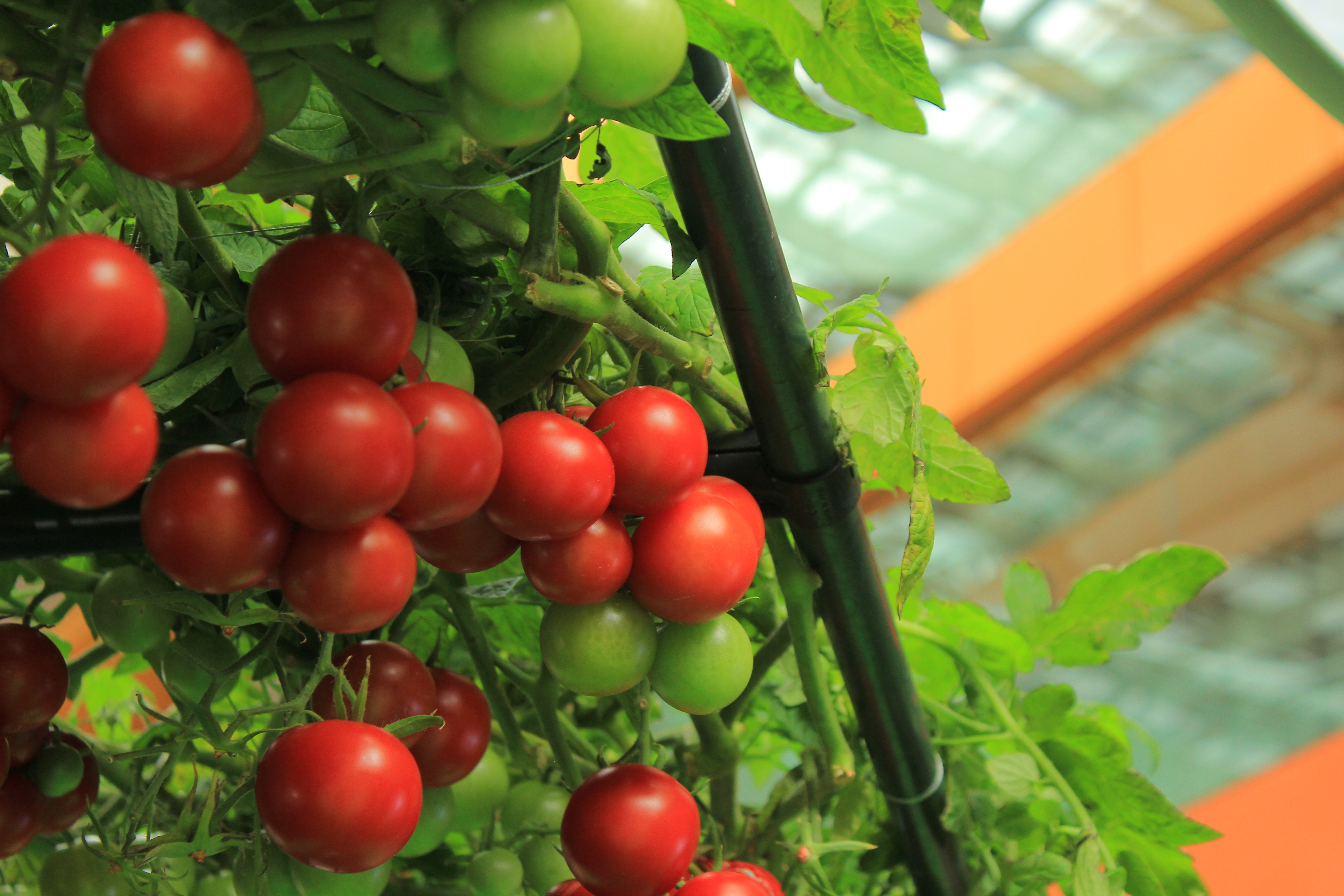 “トマトの樹”に実っているトマト（撮影：荒井啓仁 / BuzzFeed Japan）