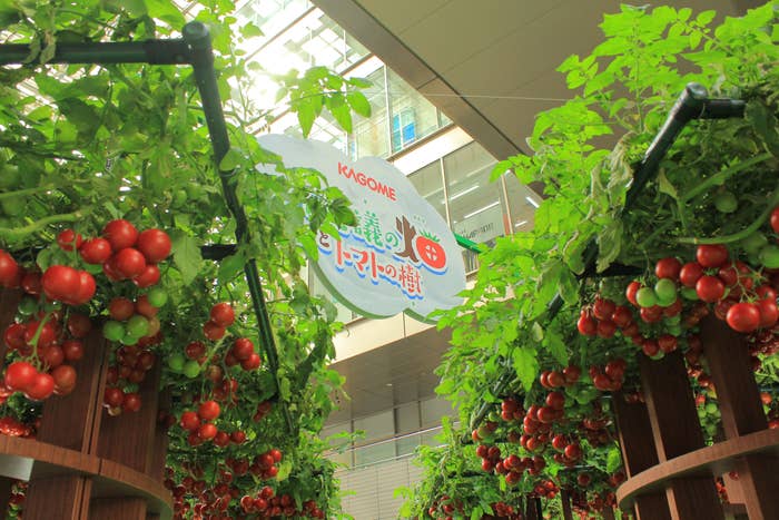 会場内のトマトの樹（撮影：荒井啓仁 / BuzzFeed Japan）