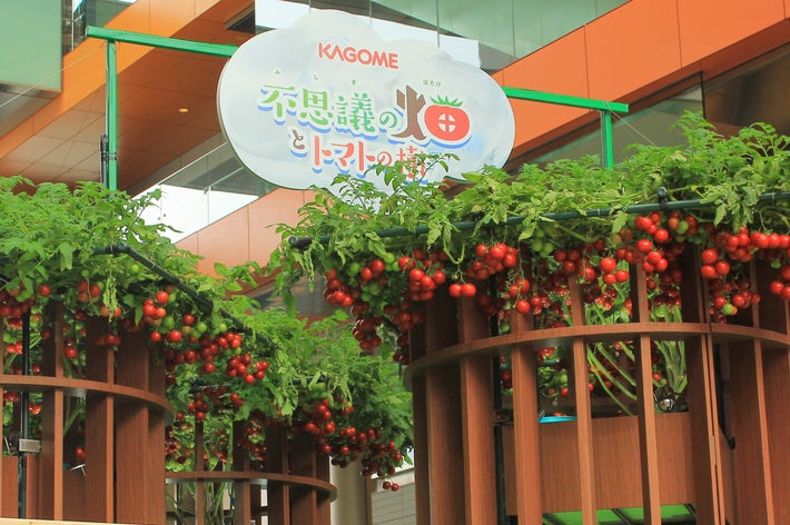 トマトがたくさん育っている都市の展示。看板には企業名「カゴメ」が表示されている。