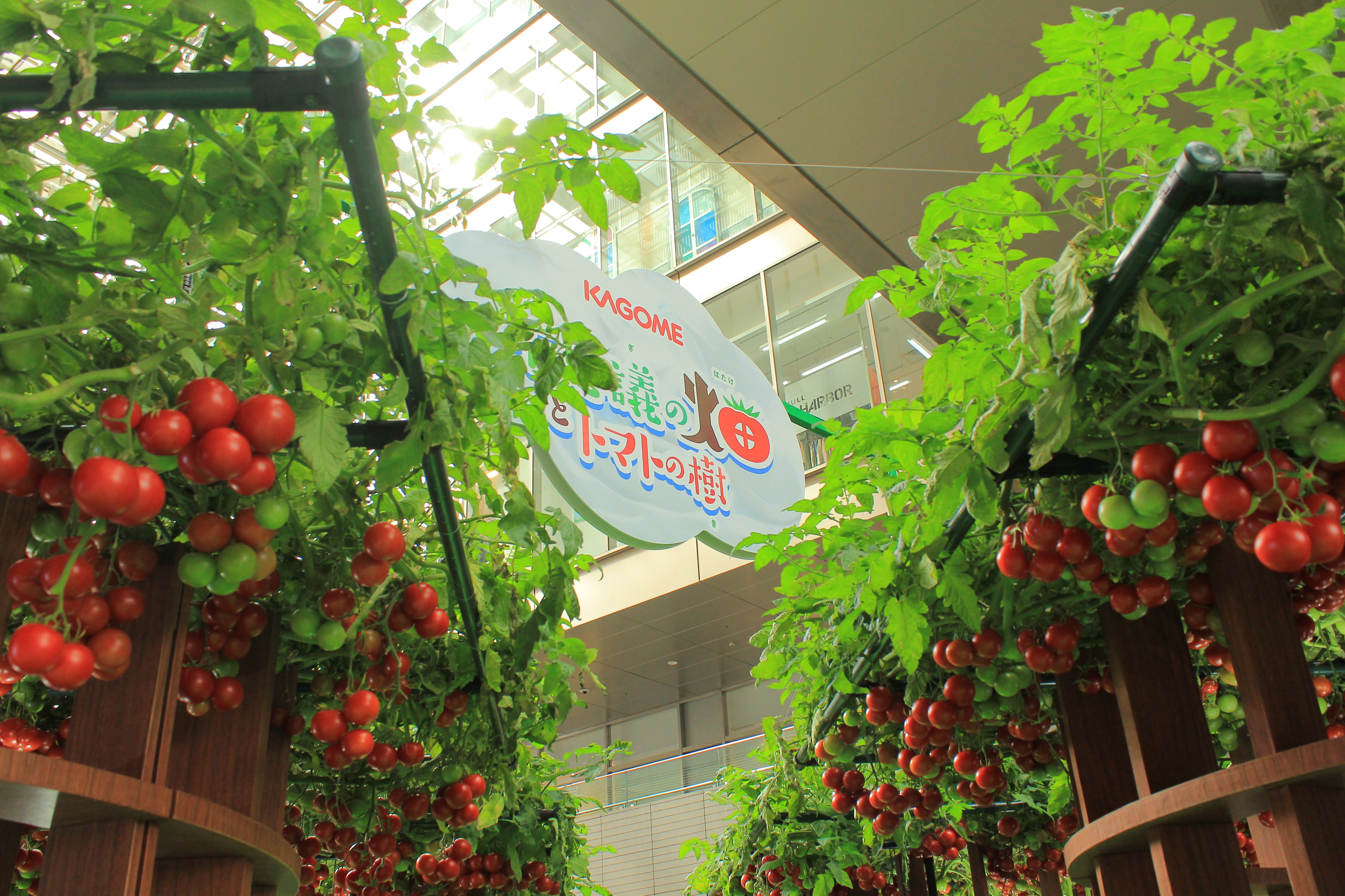 会場内のトマトの樹（撮影：荒井啓仁 / BuzzFeed Japan）
