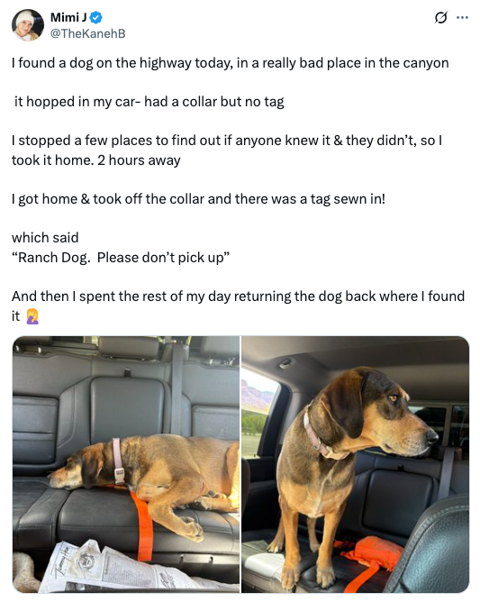 Tweet about finding a dog with a tag sewn into its collar. The dog appears on a car seat in two photos