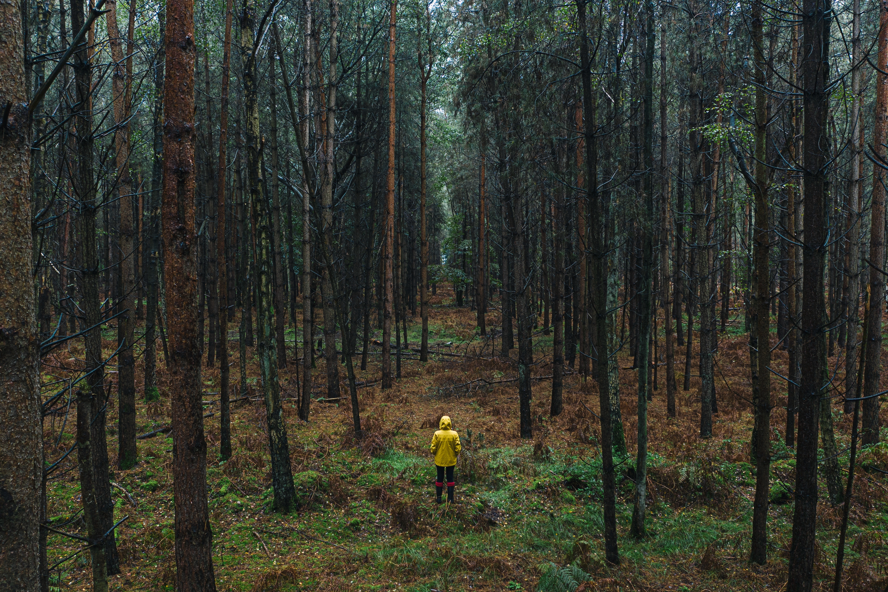 Person in a yellow coat stands in a dense forest, surrounded by tall trees, looking into the distance, creating a sense of solitude and exploration
