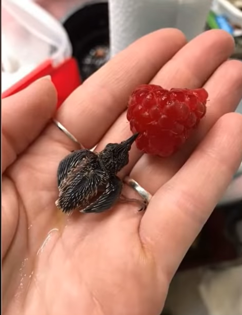 Tiny bird in hand next to a raspberry for scale