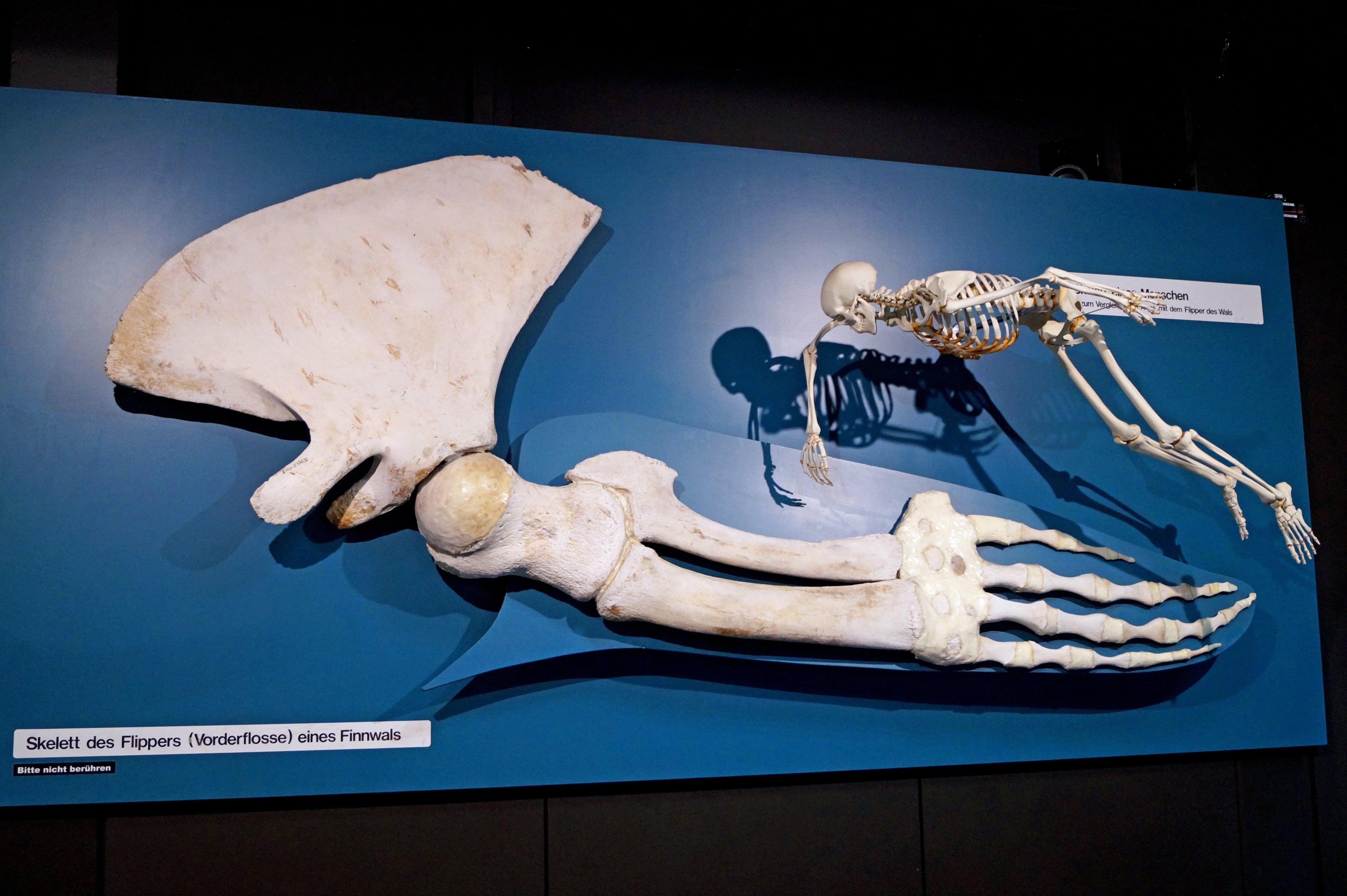 Whale flipper skeleton and human skeleton comparison displayed side by side on a wall in a museum