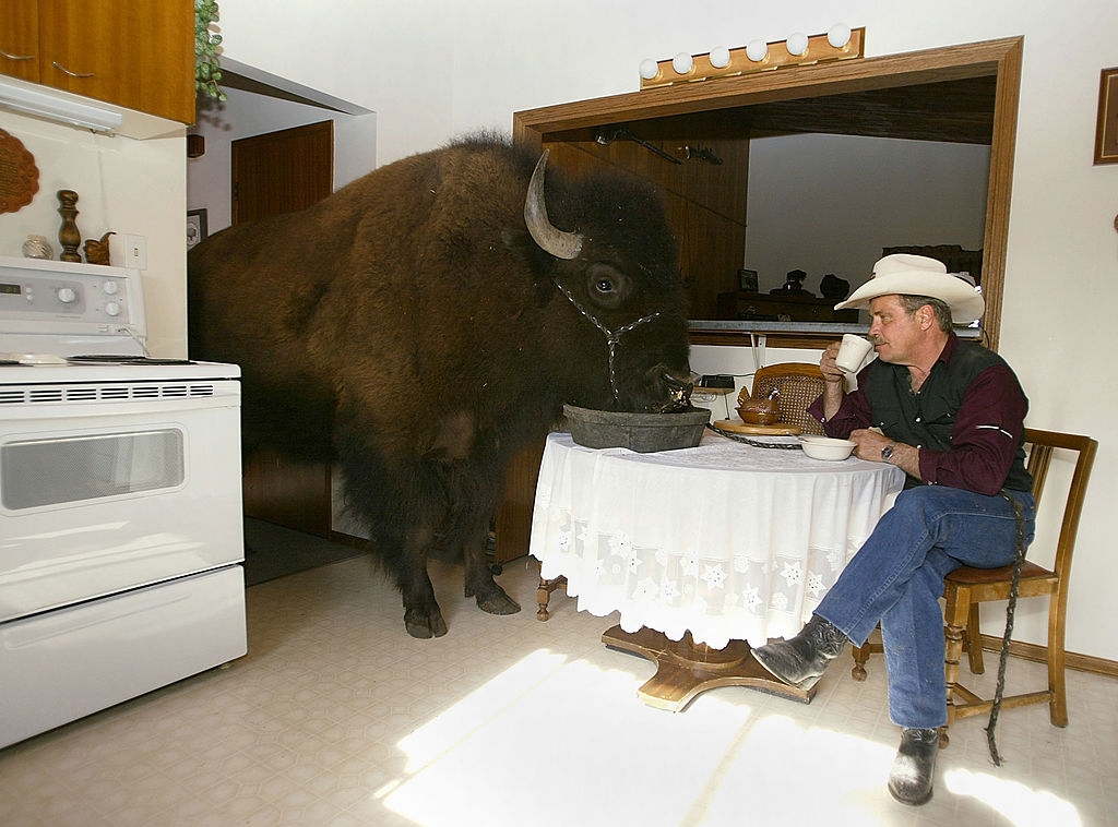 Man in cowboy hat drinking coffee sits at a kitchen table with a large bison standing nearby indoors