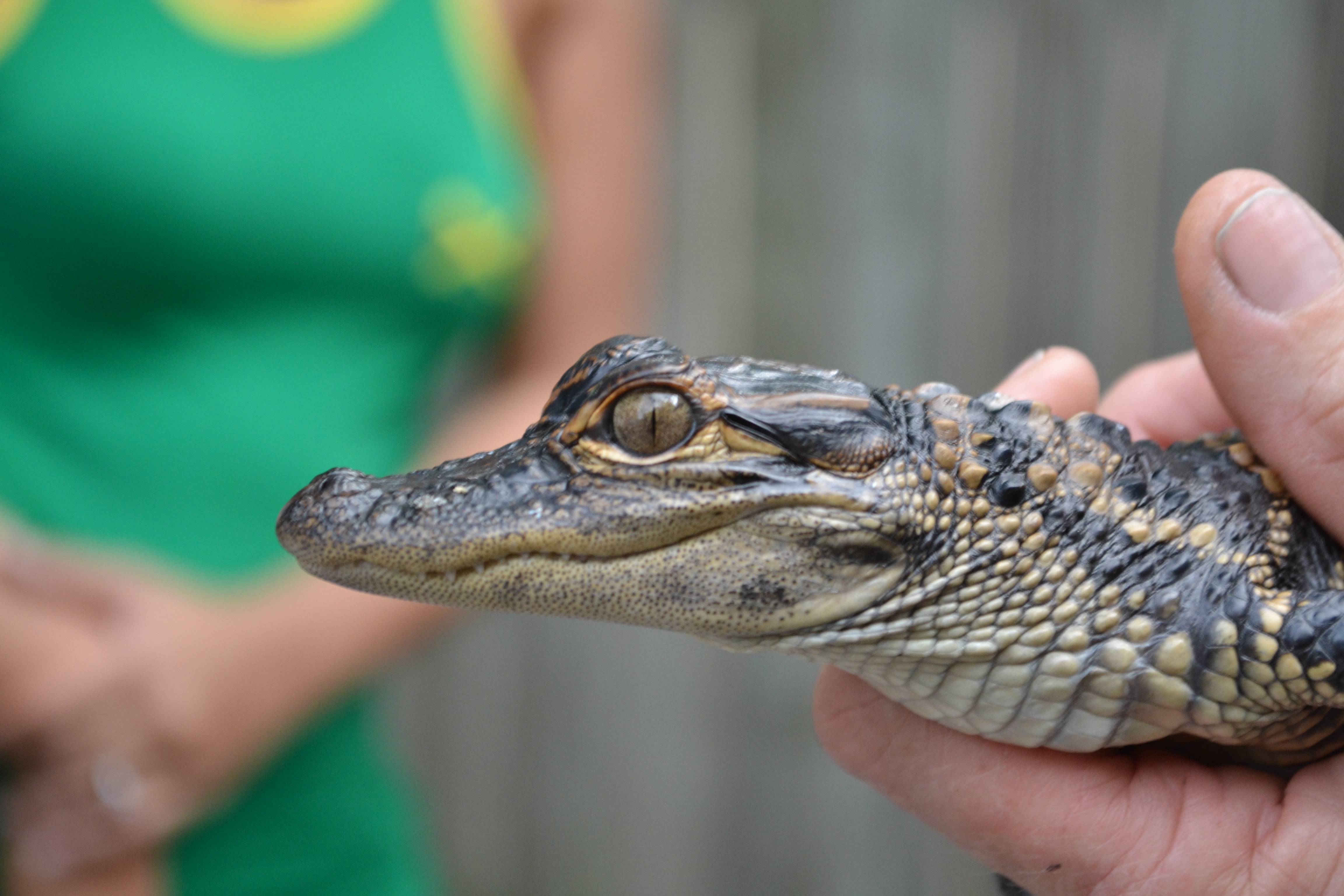 Person holding a small crocodile or alligator, focusing on the animal's textured skin and snout, with a blurred background