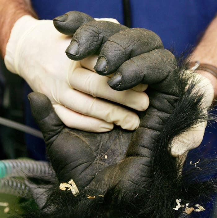 A veterinarian wearing gloves holds a gorilla's hand during a medical check-up