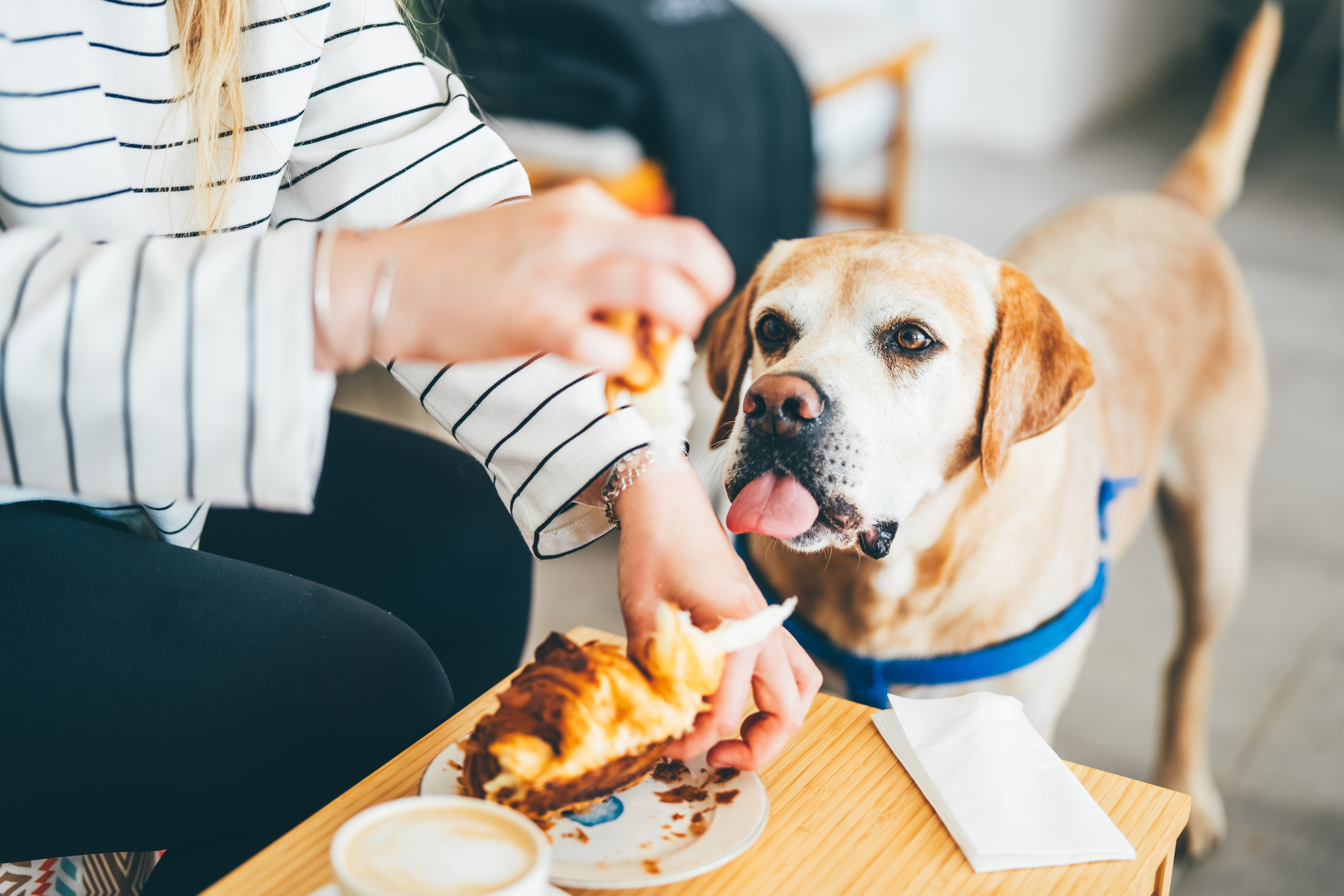 Person feeding a croissant to a Labrador retriever wearing a harness, sitting at a table with coffee
