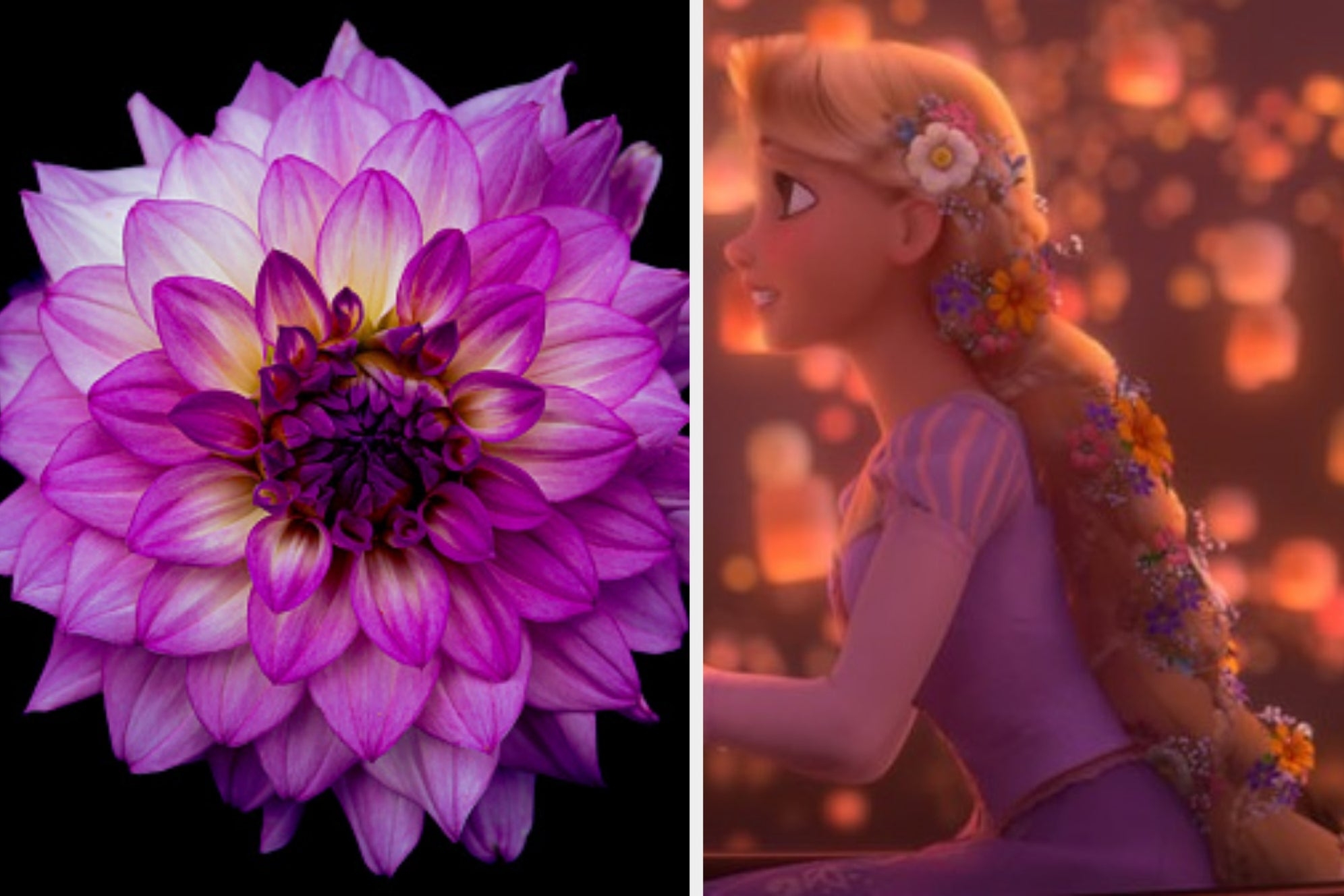 On the left, a close-up of a vibrant dahlia flower, and on the right, Rapunzel from Tangled with flowers braided into her hair