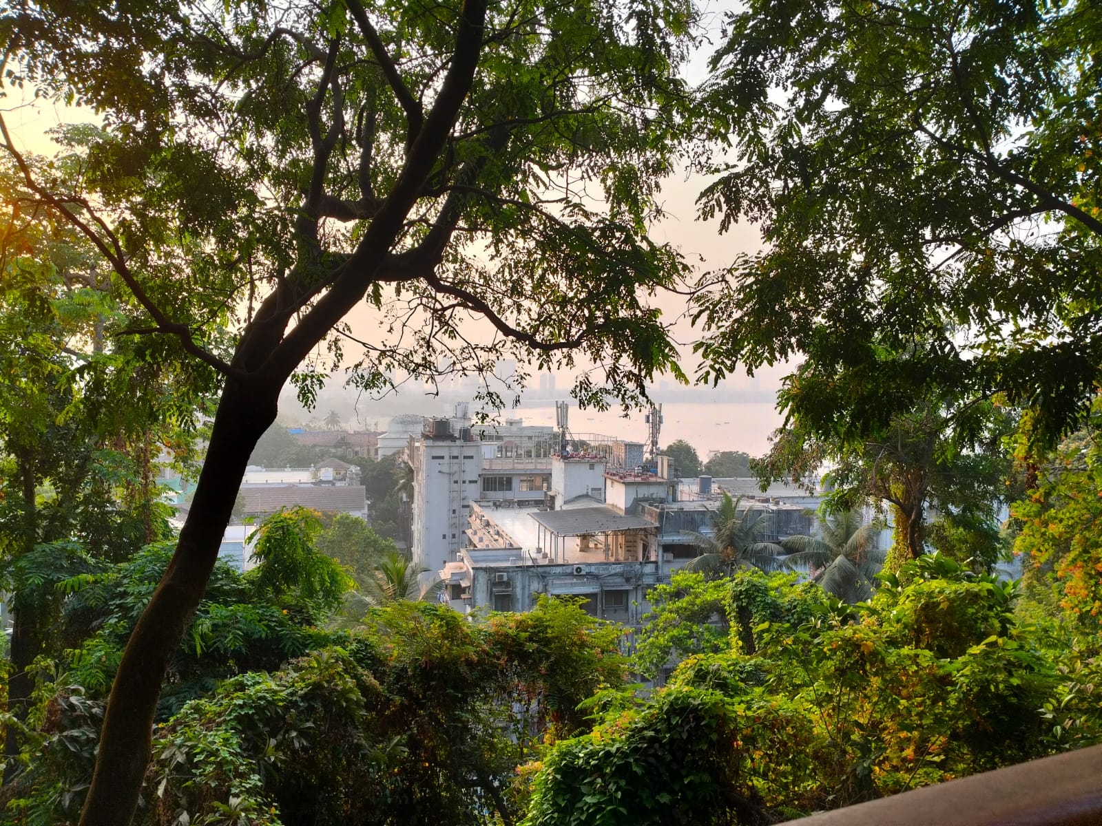 View from the Malabar Hill elevated nature trail