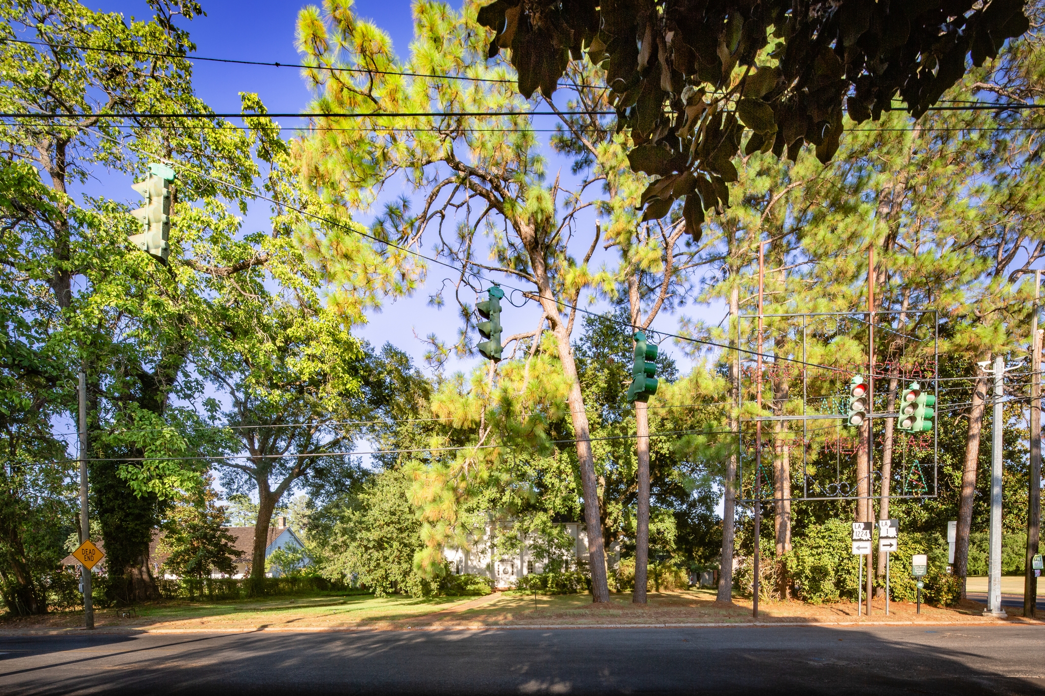 A crosswalk is surrounded by tall trees and traffic lights, creating a serene, natural setting on a sunny day