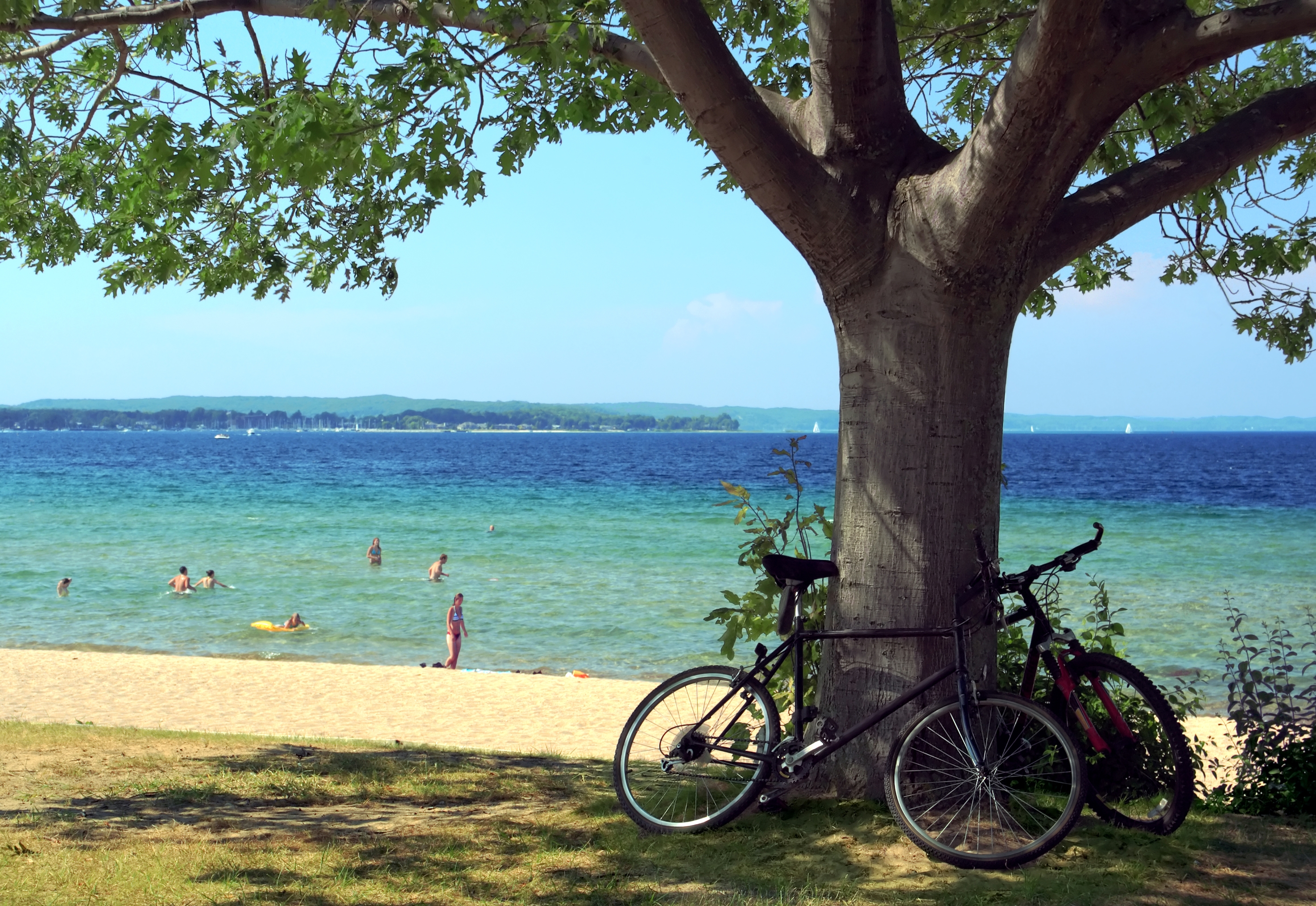 Two bicycles parked under a tree by a beach, with people swimming and sunbathing in the background