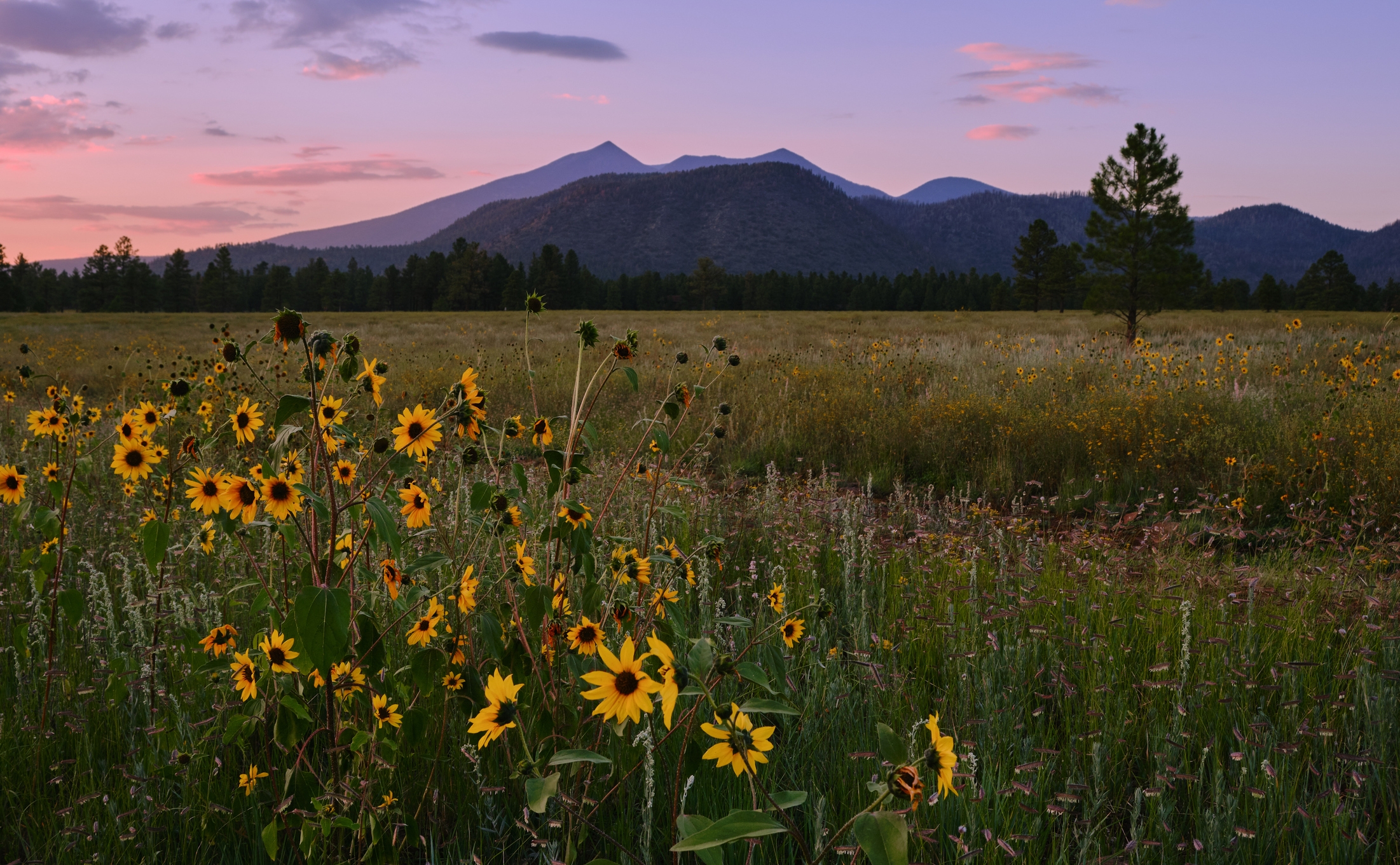 Field of wildflowers with mountains in the distance and a tree on the right under a twilight sky