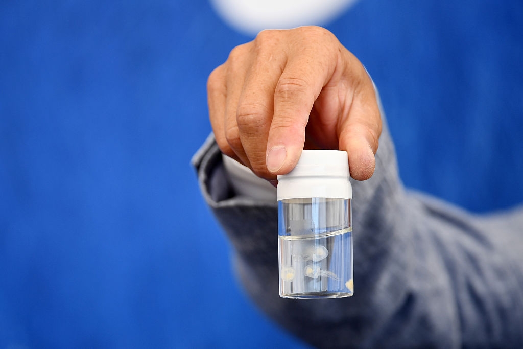 A person holds a small clear container with several white objects inside, set against a plain background