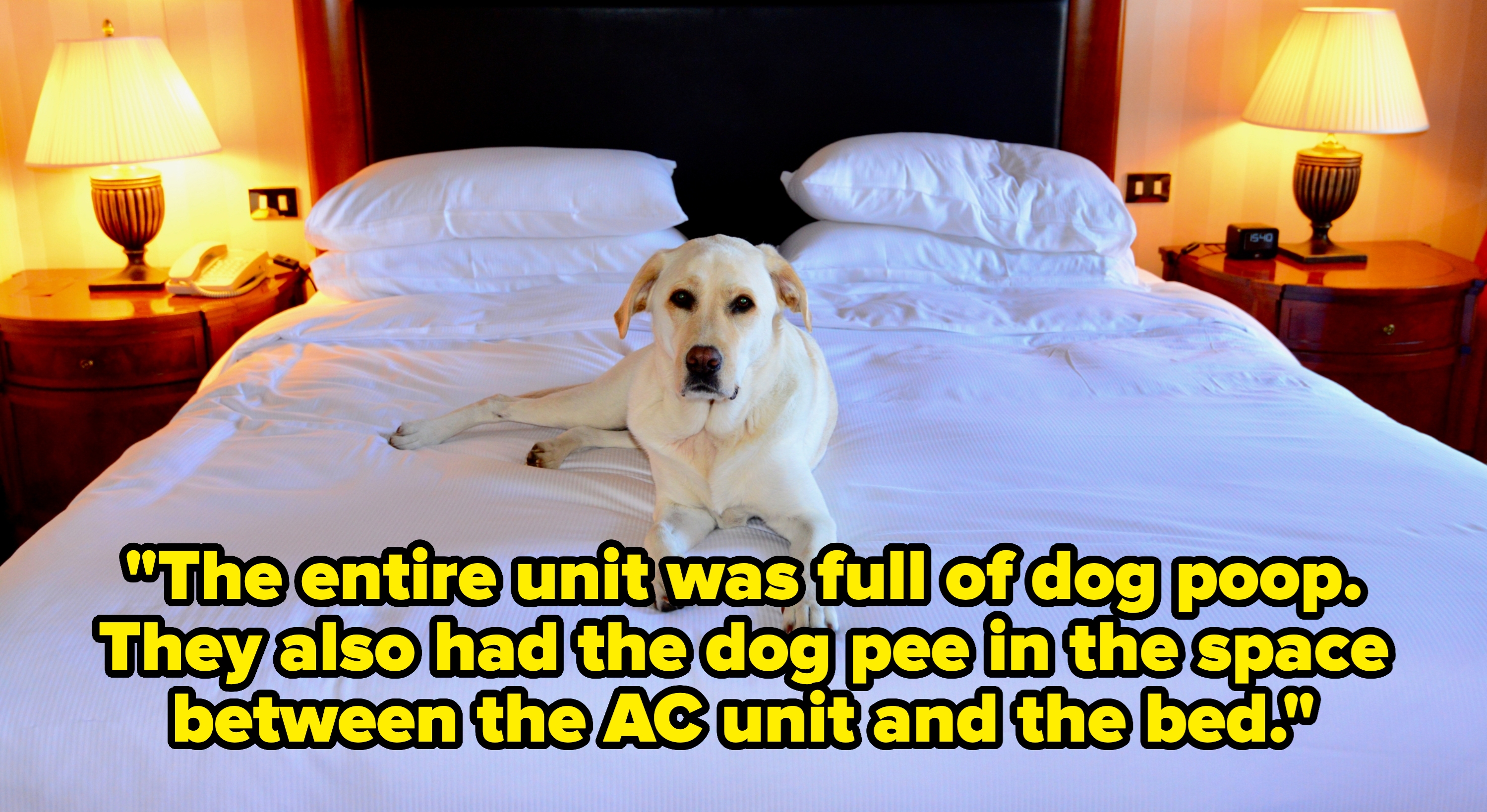 A dog lying comfortably on a neatly made bed with two lamps on nightstands in a cozy room