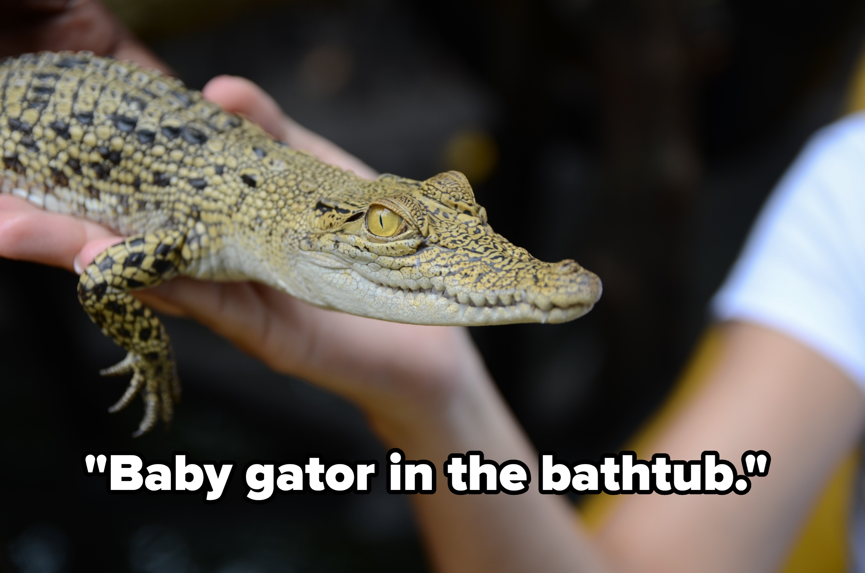 An adult holding a small crocodile, carefully supporting its body and tail with both hands