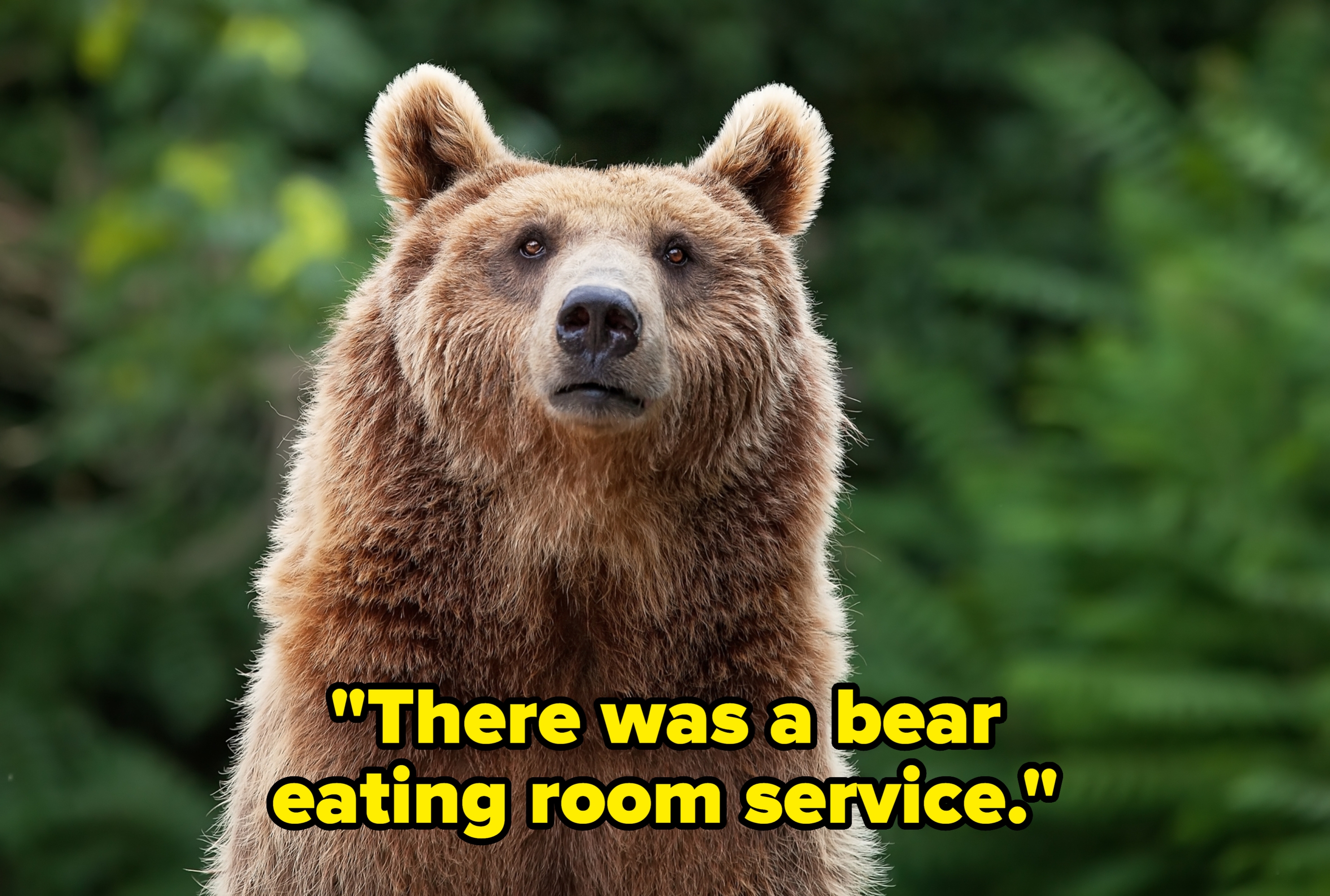 A bear stands alert in a natural setting, looking directly ahead with greenery in the background