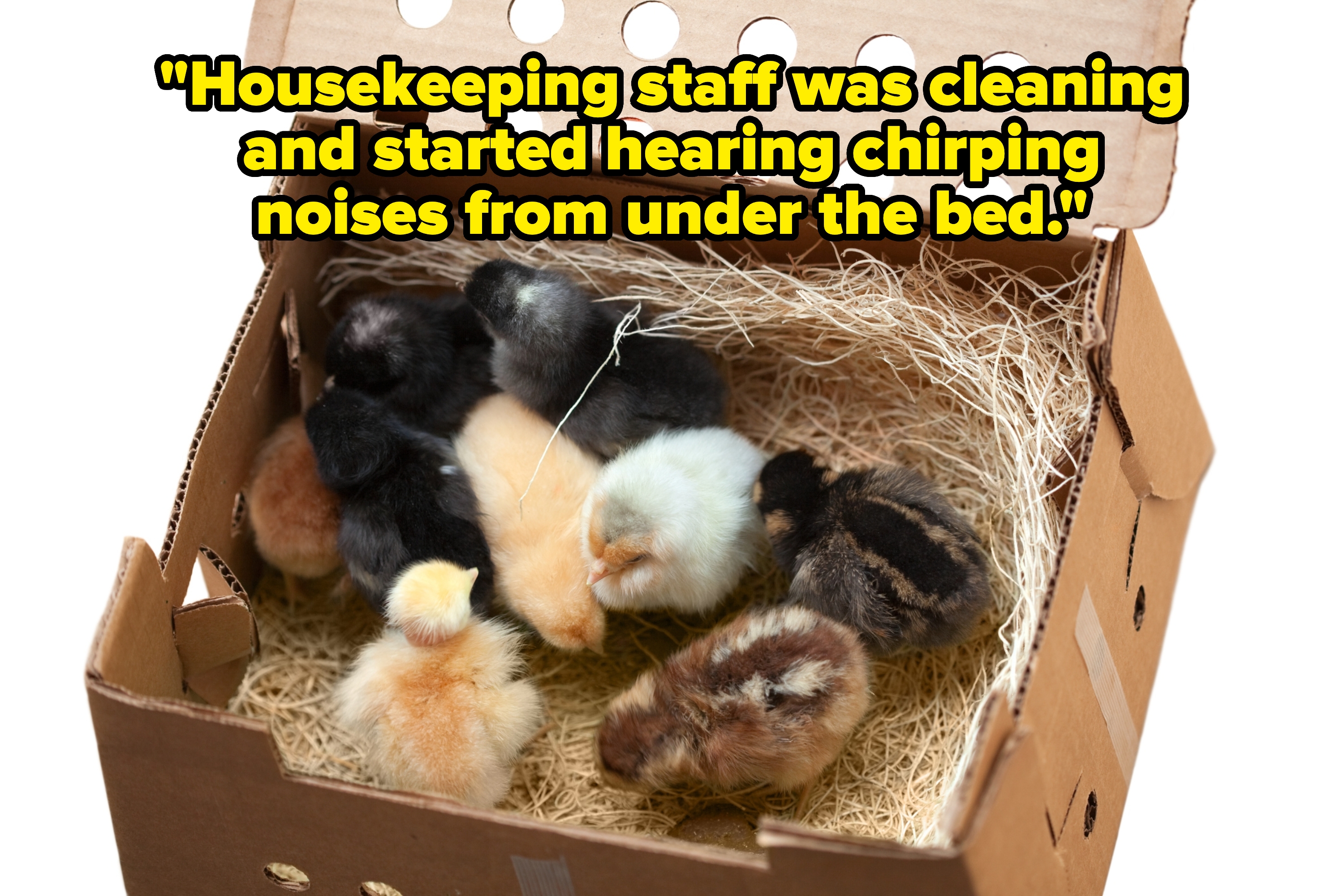 Cute baby chicks gather in a cardboard box with straw bedding, showcasing a variety of fluffy textures and patterns