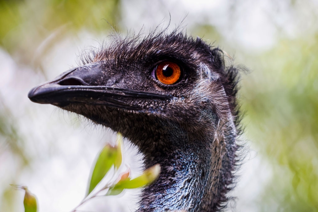 Close-up of an emu's face with focus on its orange eye and textured feathers