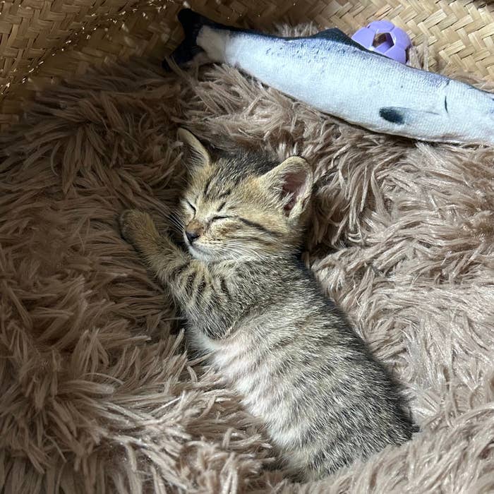 生後3週間のムーくん / 飼い主さん(@Muuuunekoneko)のXアカウントより