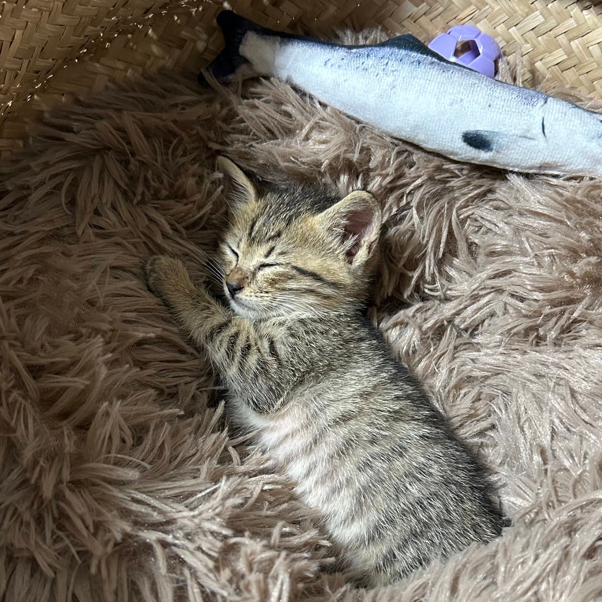 生後3週間のムーくん / 飼い主さん(@Muuuunekoneko)のXアカウントより