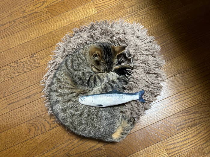 生後半年のムーくん / 飼い主さん(@Muuuunekoneko)のXアカウントより