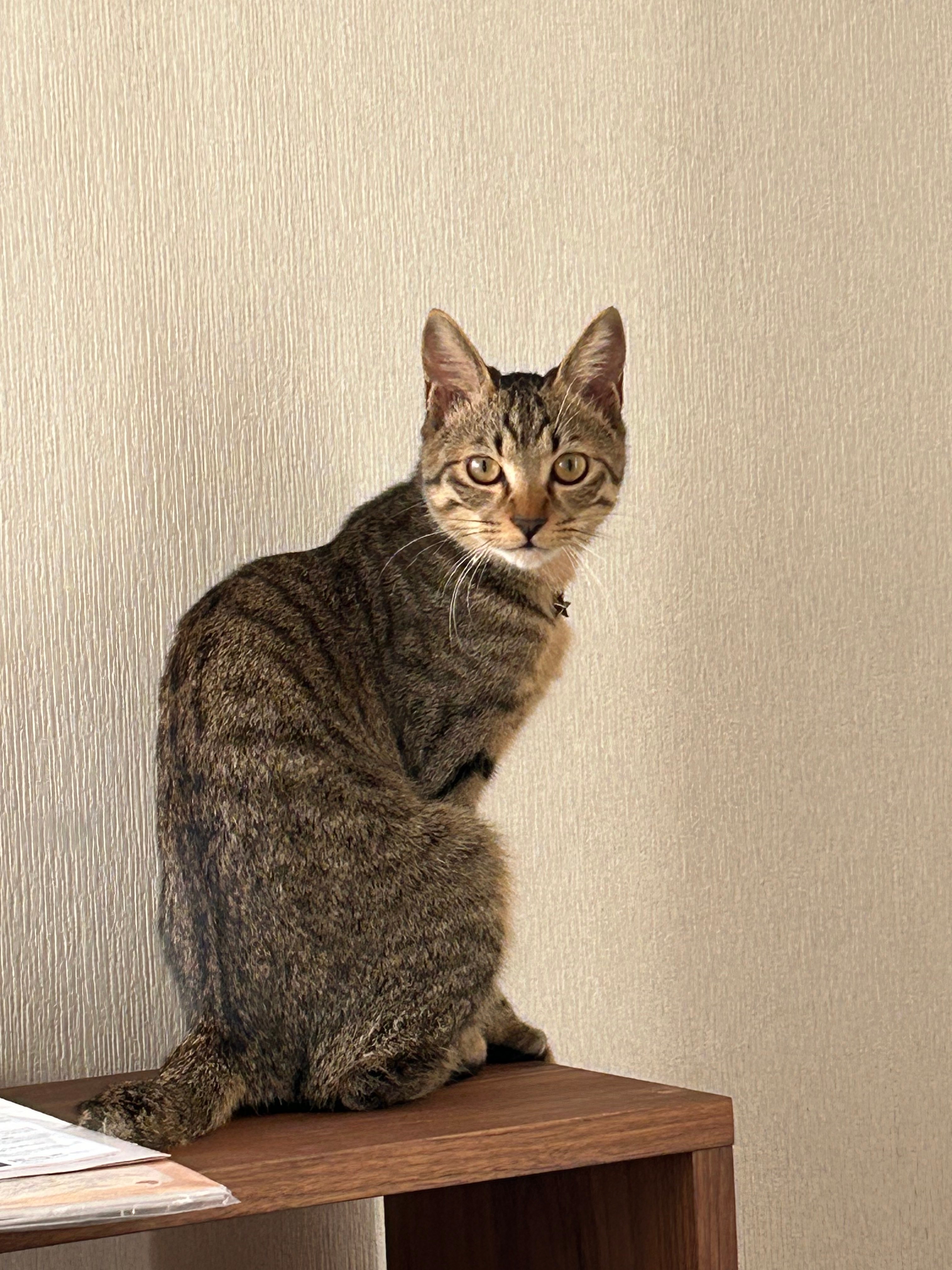 大きくなったムーくん / 飼い主さん(@Muuuunekoneko)のXアカウントより