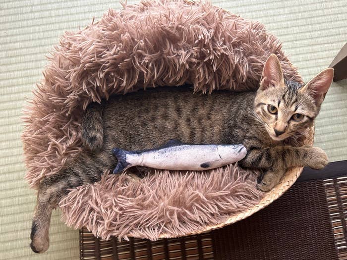 生後3カ月のムーくん / 飼い主さん(@Muuuunekoneko)のXアカウントより