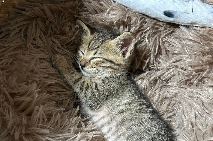 生後3週間のムーくん / 飼い主さん（@Muuuunekoneko）のXアカウントより