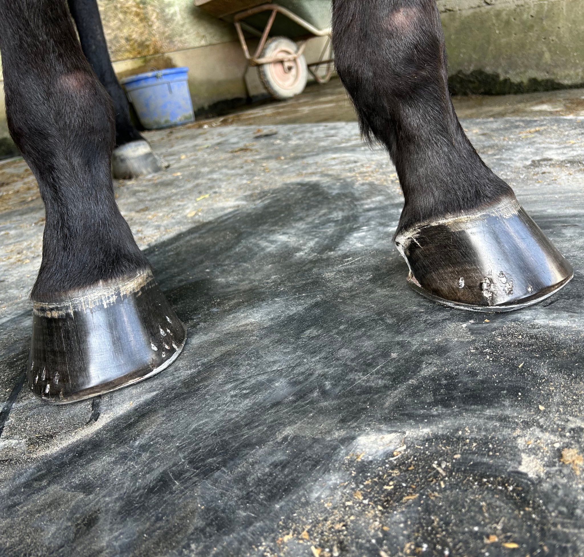 ツヤツヤピカピカなひづめ（馬の靴屋さん おたけさんのXアカウントより）
