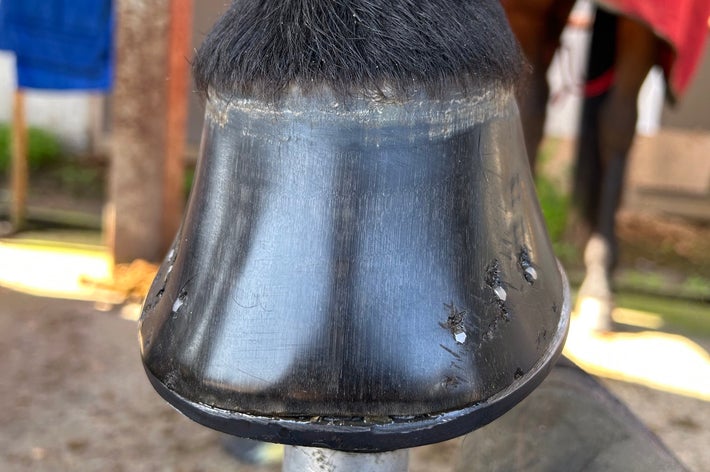 光り輝く馬のひづめ（馬の靴屋さん おたけさんのXアカウントより）