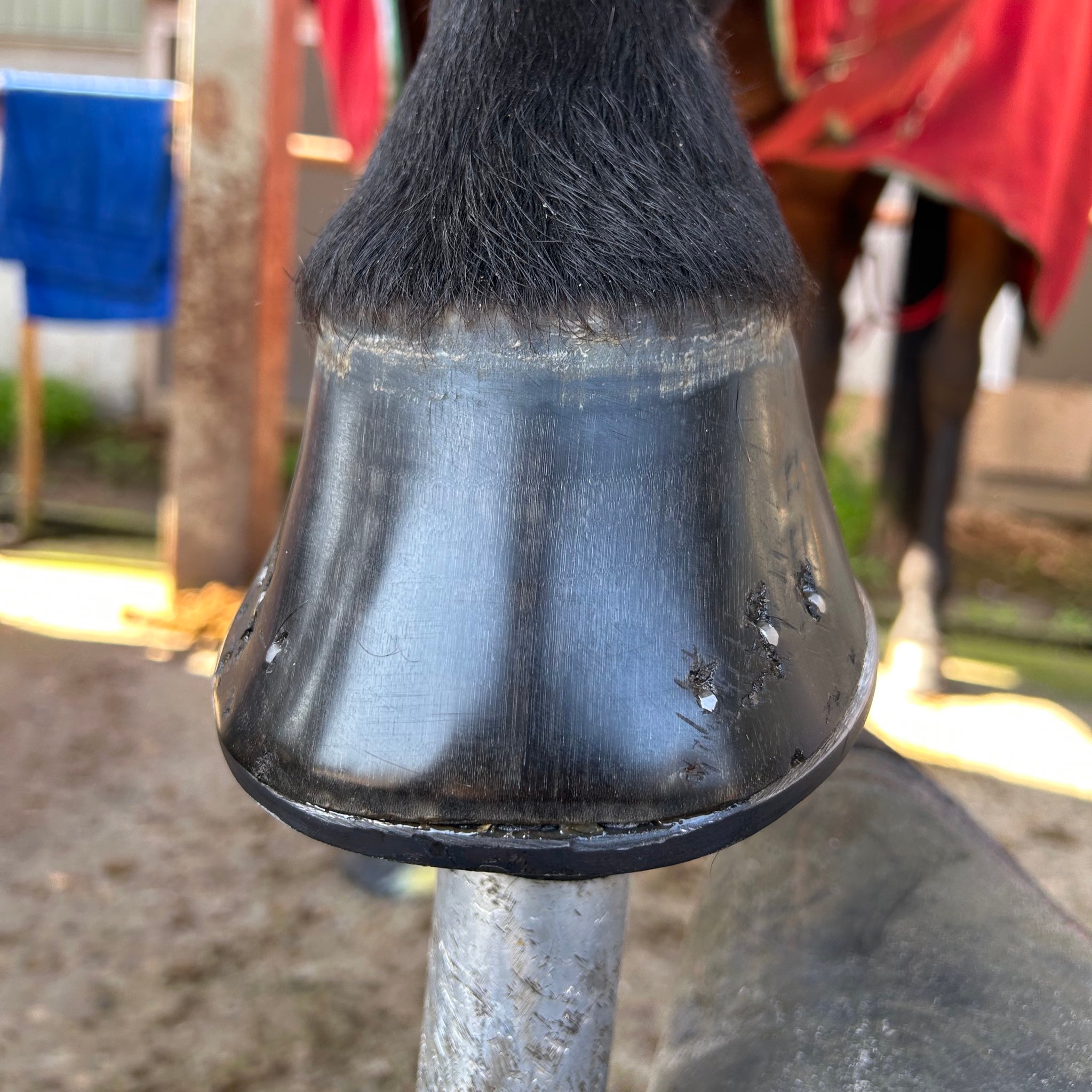 光り輝く馬のひづめ（馬の靴屋さん おたけさんのXアカウントより）