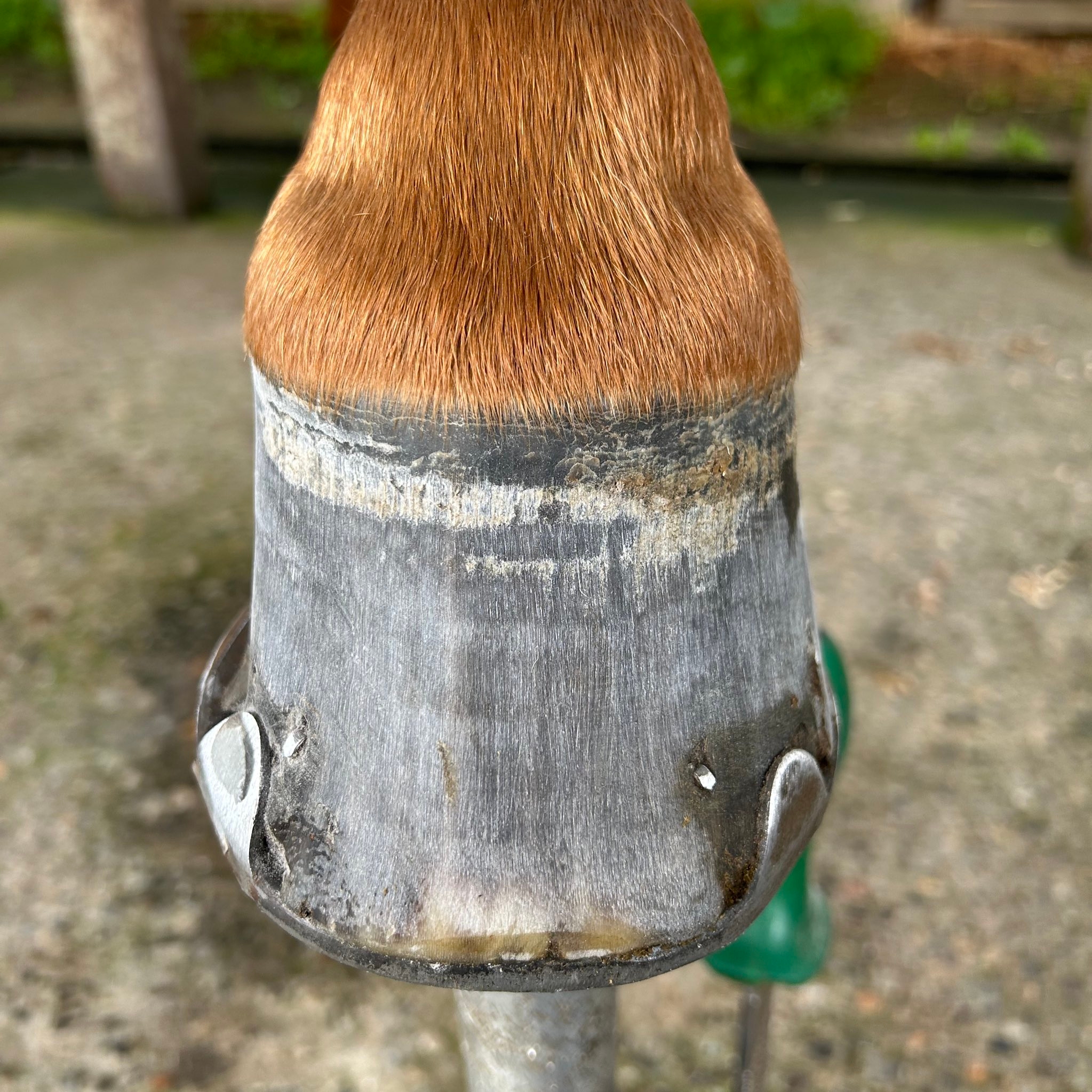 ジェルネイル前のひづめ（馬の靴屋さん おたけさんのXアカウントより）