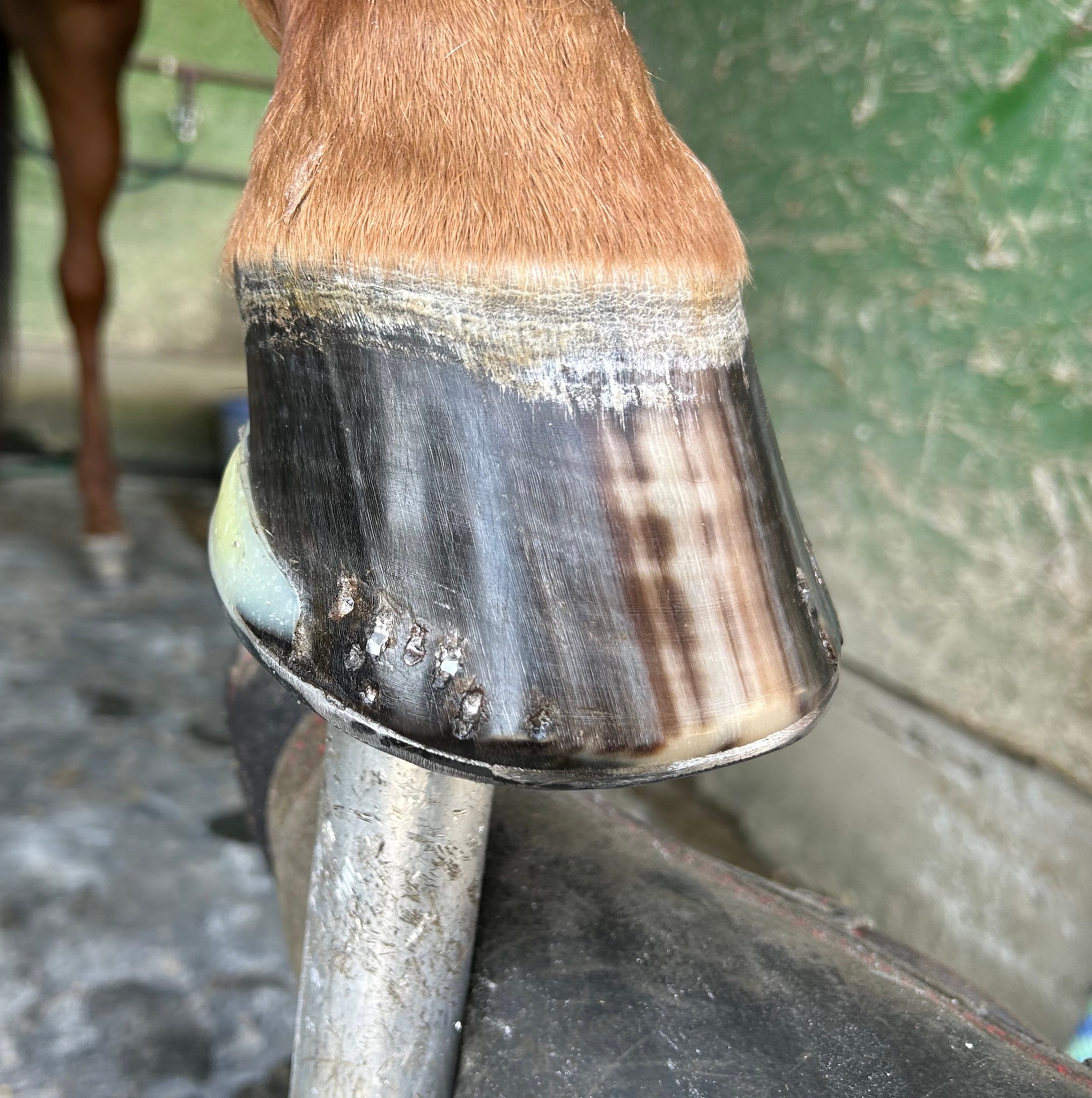 ため息が出そうなほど美しいひづめ（馬の靴屋さん おたけさんのXアカウントより）