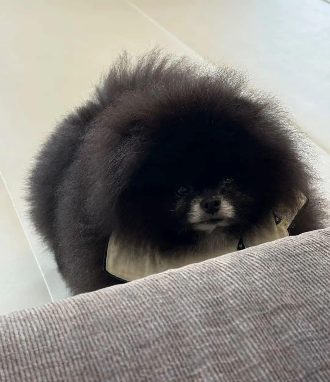 Fluffy Pomeranian wearing a small, stylish collar, peeks over the edge of a couch