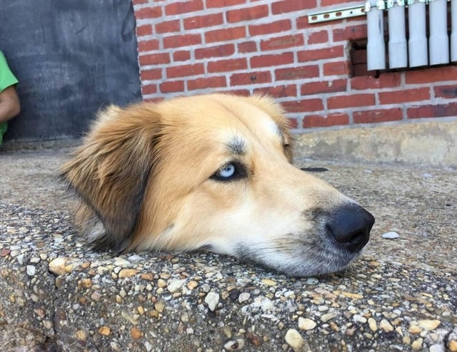 Dog with head on step, appearing bodiless from camera angle, next to brick wall