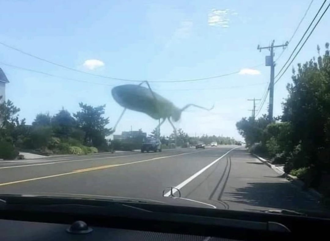 A large insect appears on a car windshield, creating an optical illusion of it hovering over a road scene with cars and trees in the background