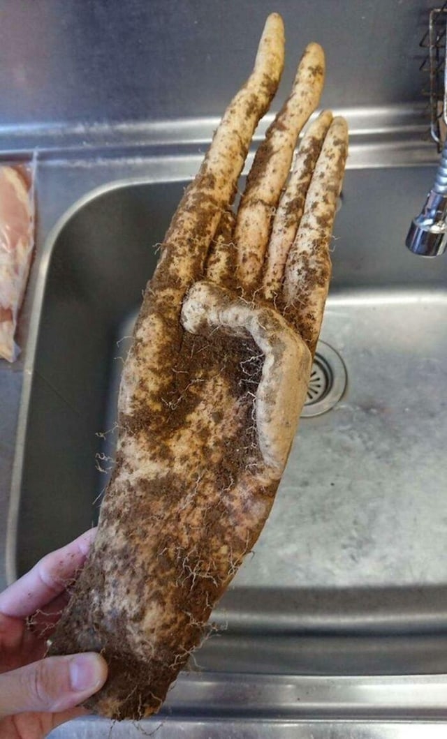 Hand-shaped root vegetable, covered in dirt, held over a kitchen sink