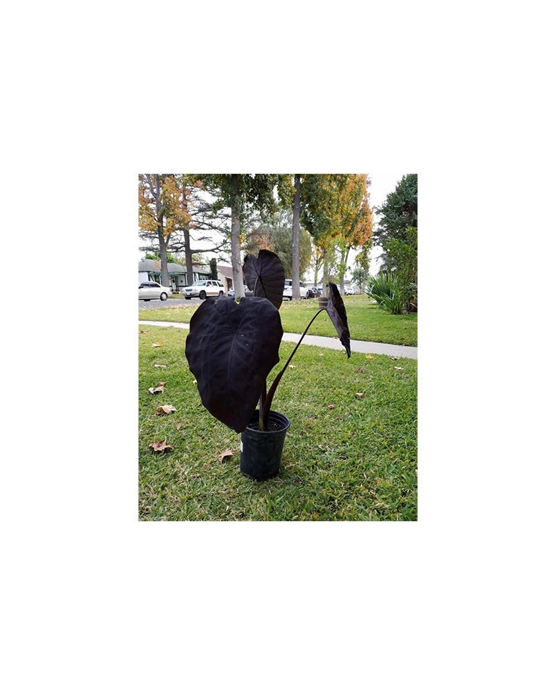 A dark shape that looks like a cloak and a scythe standing on a suburban lawn