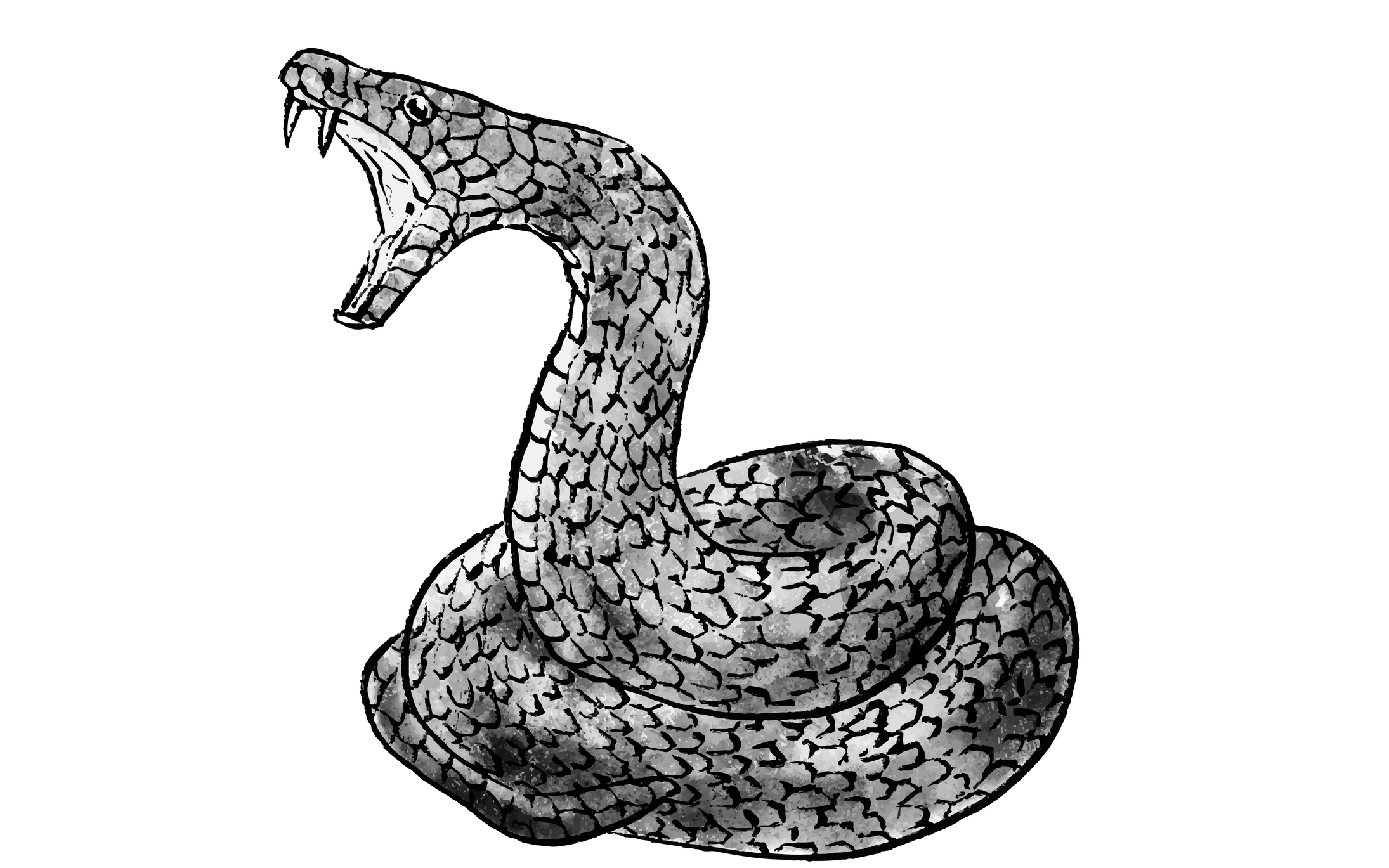 Coiled snake with an open mouth showing fangs, appearing ready to strike