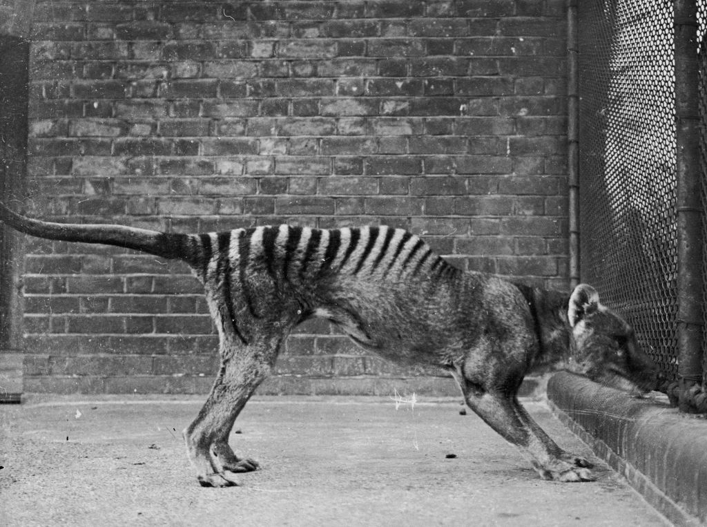 A thylacine, or Tasmanian tiger, showing its distinct striped back, stands near a fence in a zoo enclosure with a brick wall backdrop